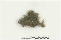 藏品(挺葉蘚科)的圖片